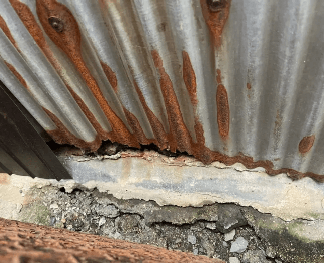 タヌキ駆除作業の現場写真