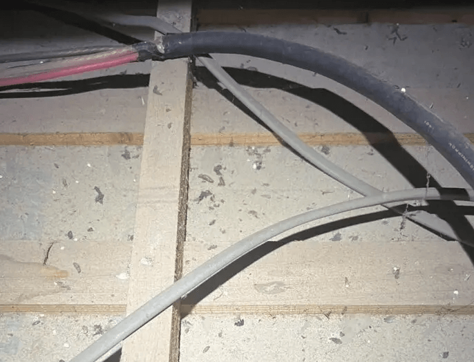 テン・ネズミ駆除作業の現場写真