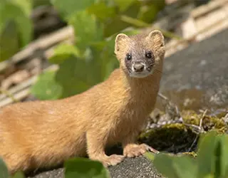 害獣の帰巣本能