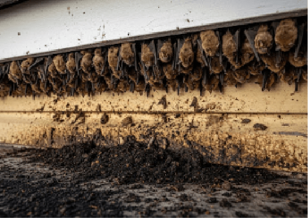 コウモリの画像