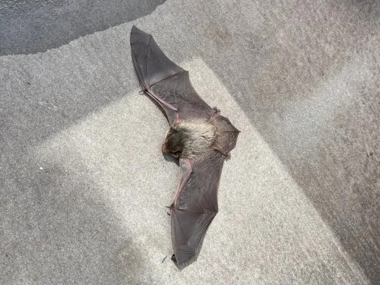 コウモリ駆除作業の現場写真