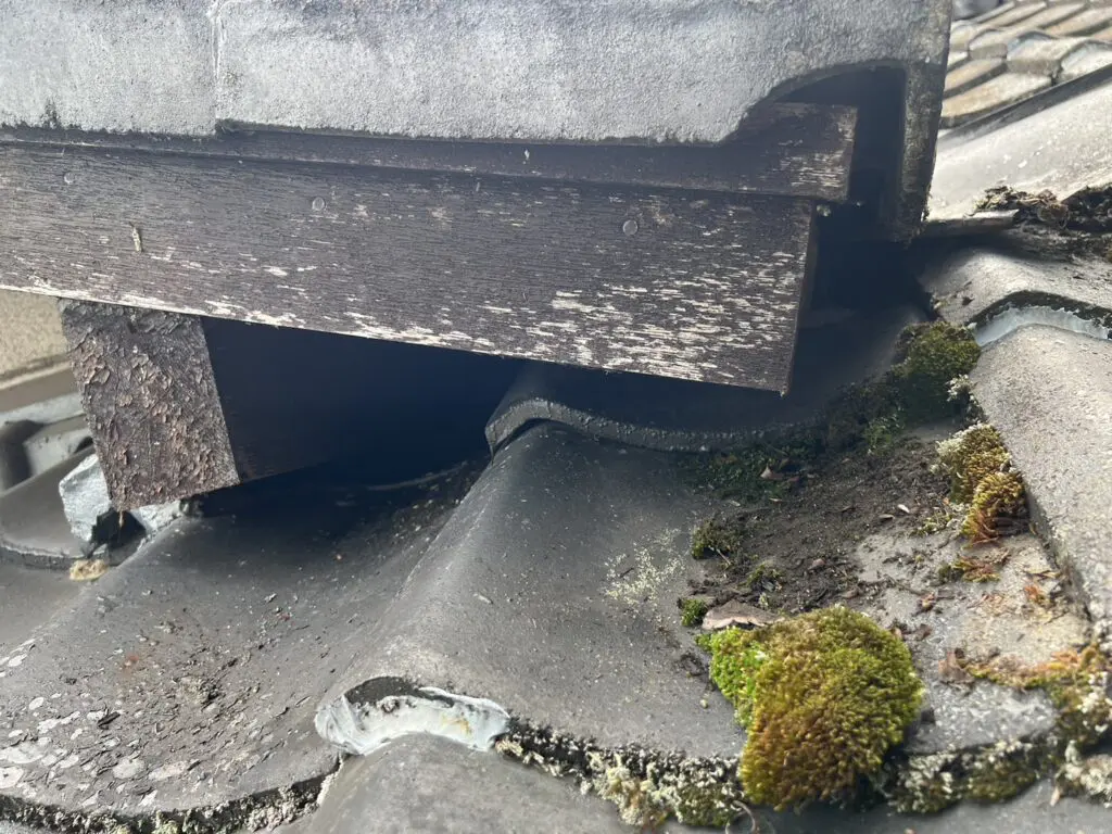 イタチ駆除作業の現場写真