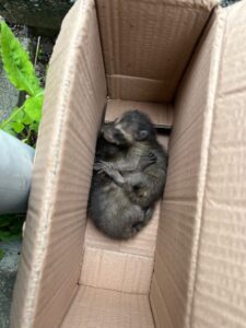 福岡県/直方市/アライグマ