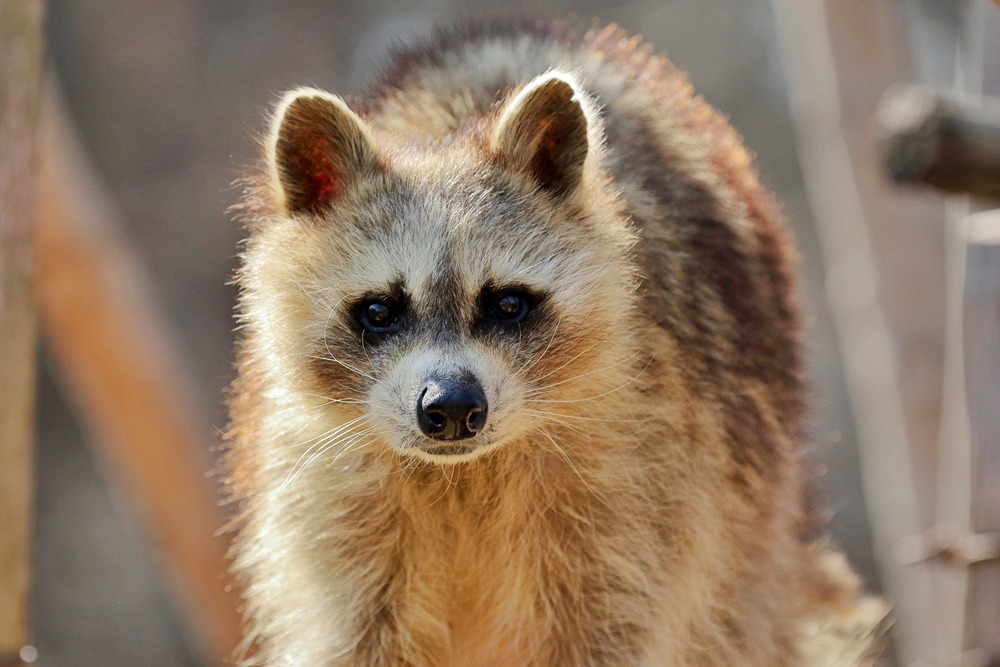アライグマを見つけたときの対応とは？被害を防ぐための予防策や駆除 