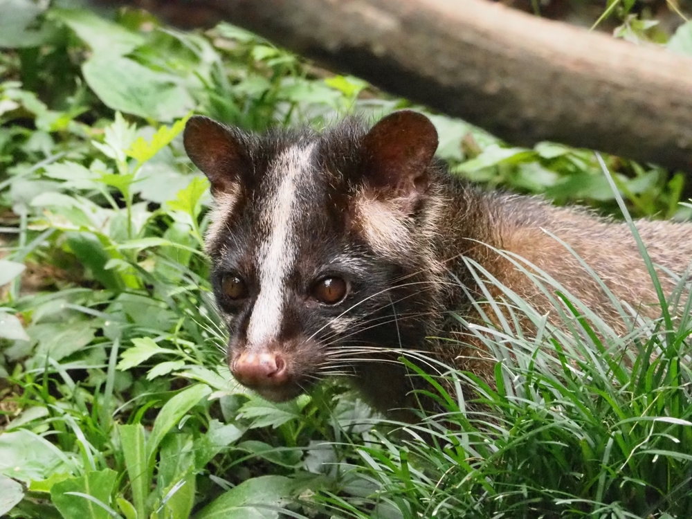 ハクビシンに似た動物について徹底解説！テン・イタチ・タヌキ・アナグマ等との違い