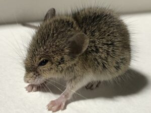 ネズミが出たら終わりなの？【見つけ方・駆除方法・対策を解説】