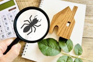 シロアリ対策の費用は？相場の調べ方・安く抑える方法を解説