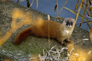 イタチの好きな食べ物は何？侵入対策・放置のリスク・業者の選び方などを解説