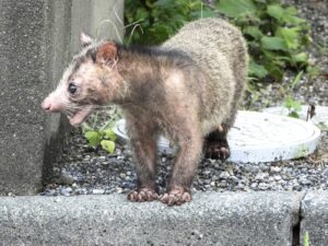 ハクビシンが嫌いな匂いは何？【活用法・注意点・駆除業者の選び方を解説】