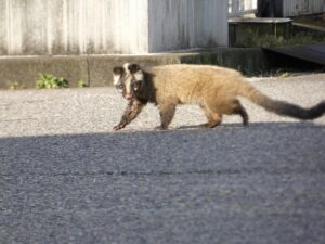 ハクビシンに超音波は効く？効果の限界・装置の選び方・追い出し後の対策を解説
